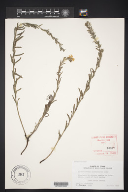 Lithospermum multiflorum image