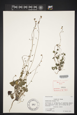 Omphalodes aliena image