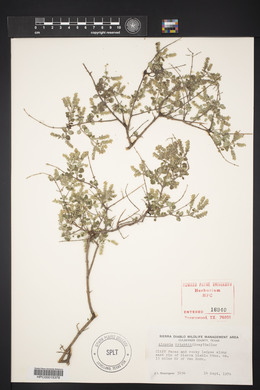 Aloysia wrightii image