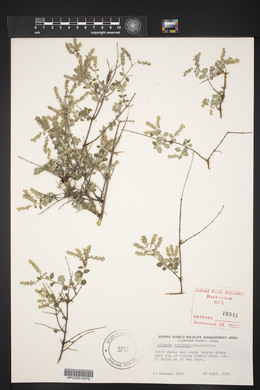 Aloysia wrightii image