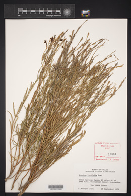 Bouchea linifolia image