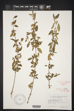 Lippia graveolens image