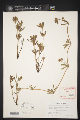 Phyla cuneifolia image