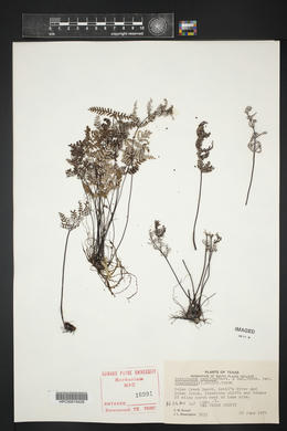 Notholaena candida var. copelandii image