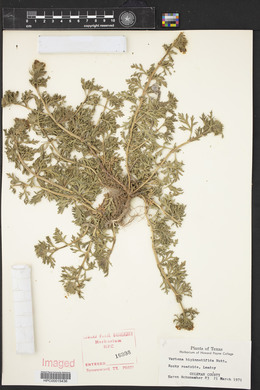 Glandularia bipinnatifida var. bipinnatifida image