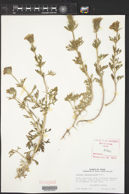 Glandularia bipinnatifida var. bipinnatifida image