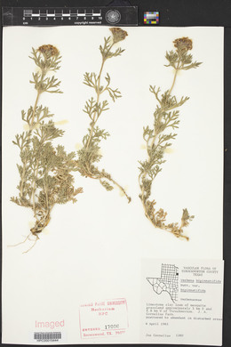 Glandularia bipinnatifida var. bipinnatifida image