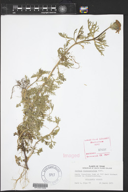 Glandularia bipinnatifida var. bipinnatifida image