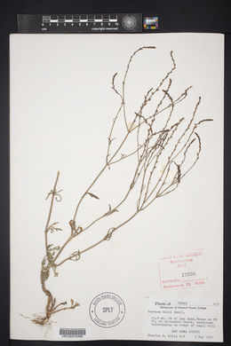 Verbena halei image