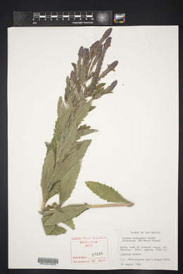 Verbena macdougalii image