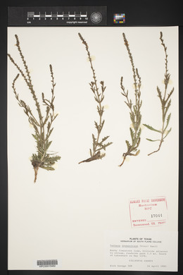 Verbena neomexicana image