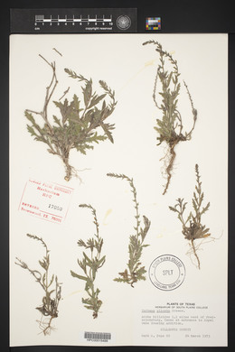 Verbena plicata image