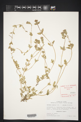 Verbena pumila image