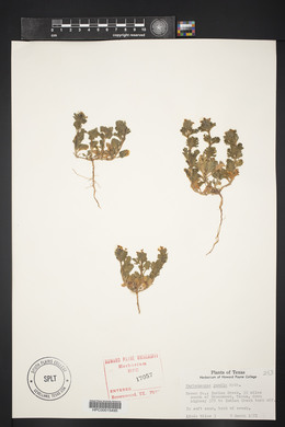 Verbena pumila image