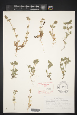 Verbena pumila image