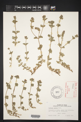 Verbena pumila image