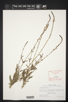 Glandularia wrightii image