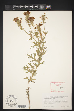 Glandularia wrightii image