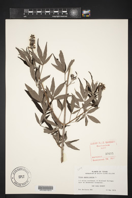 Vitex agnus-castus image