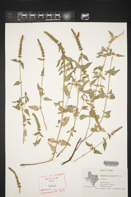 Agastache breviflora image