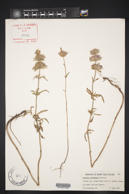 Monarda citriodora image