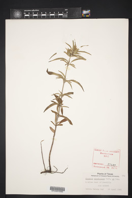 Monarda citriodora image