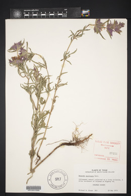 Monarda pectinata image