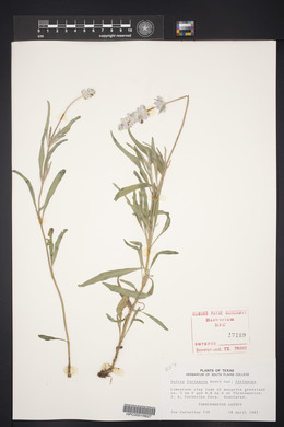 Salvia farinacea image