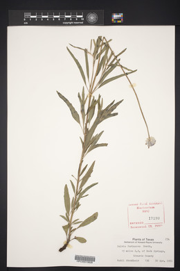 Salvia farinacea image