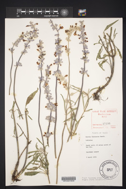 Salvia farinacea image