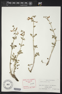 Salvia henryi image