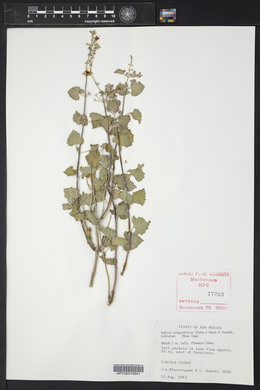 Salvia pinguifolia image