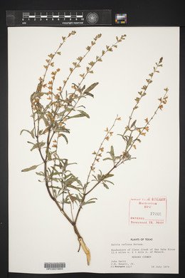 Salvia reflexa image