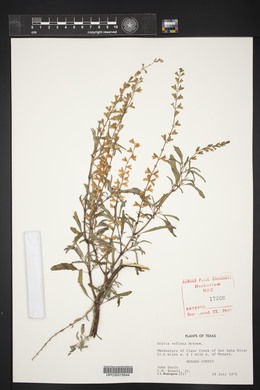 Salvia reflexa image