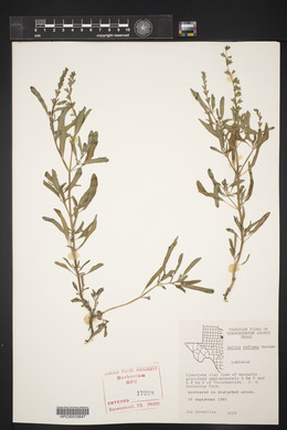 Salvia reflexa image