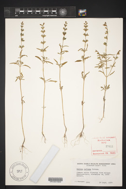 Salvia reflexa image