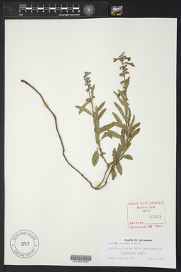 Salvia reflexa image