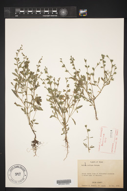 Salvia reflexa image