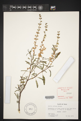 Salvia reflexa image