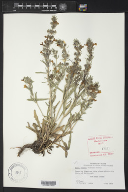 Salvia texana image