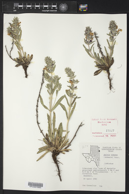 Salvia texana image