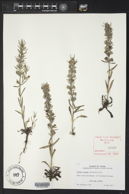 Salvia texana image