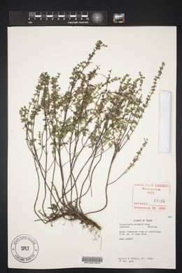 Scutellaria wrightii image