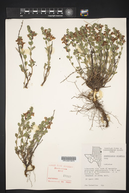 Scutellaria wrightii image