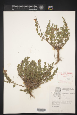 Scutellaria wrightii image