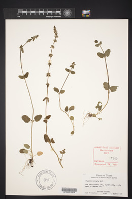 Stachys crenata image