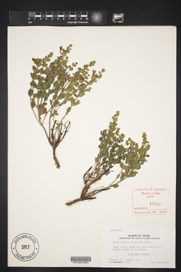 Scutellaria resinosa image