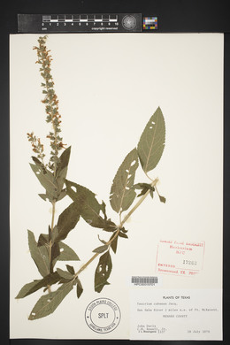 Teucrium cubense image