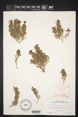 Teucrium laciniatum image