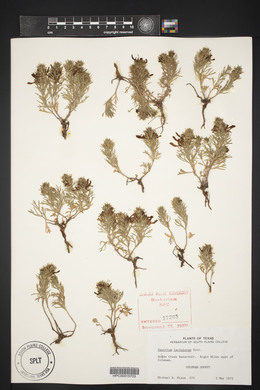 Teucrium laciniatum image